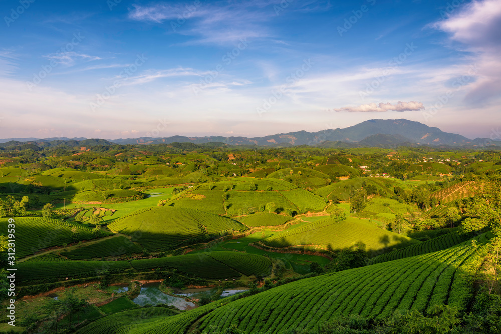 Fototapeta premium Overview of Long Coc green tea hill, Phu Tho, Vietnam.
