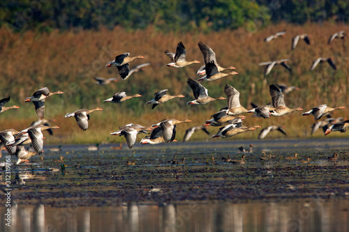 The greylag goose taking off from wetland