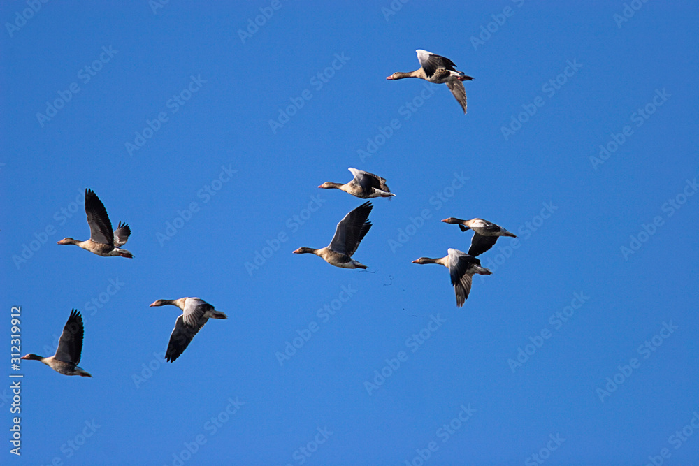Obraz premium The greylag goose flying against the blue sky