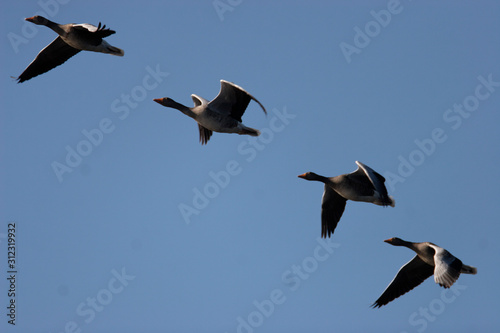 The greylag goose flying against the blue sky