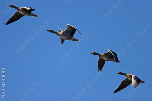The greylag goose flying against the blue sky © Goran