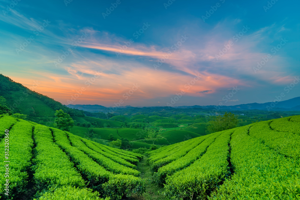 Overview of Long Coc green tea hill, Phu Tho, Vietnam.