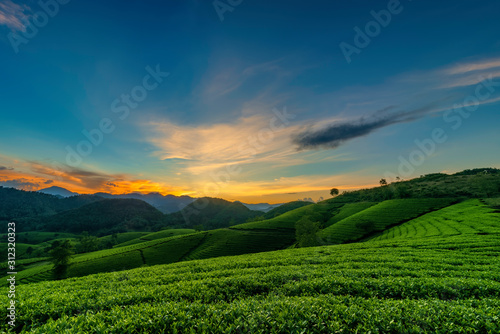 Overview of Long Coc green tea hill  Phu Tho  Vietnam.