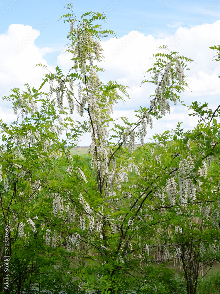 Fototapeta premium Flowering acacia white grapes