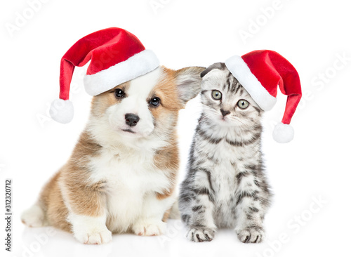 Corgi puppy and tabby kitten wearing red christmas hats sit together. isolated on white background