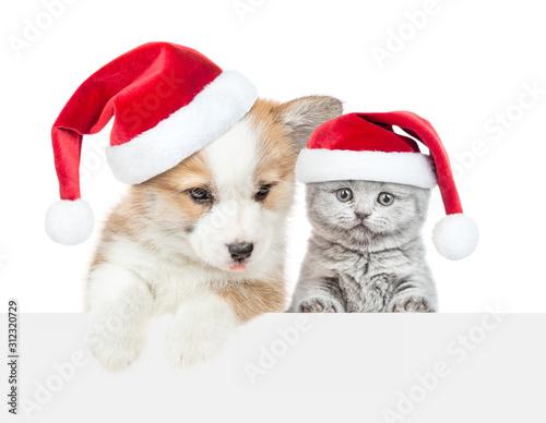 Corgi puppy and baby kitten wearing red christmas hats look above empty white banner. Empty space for text. Isolated on white background © Ermolaev Alexandr