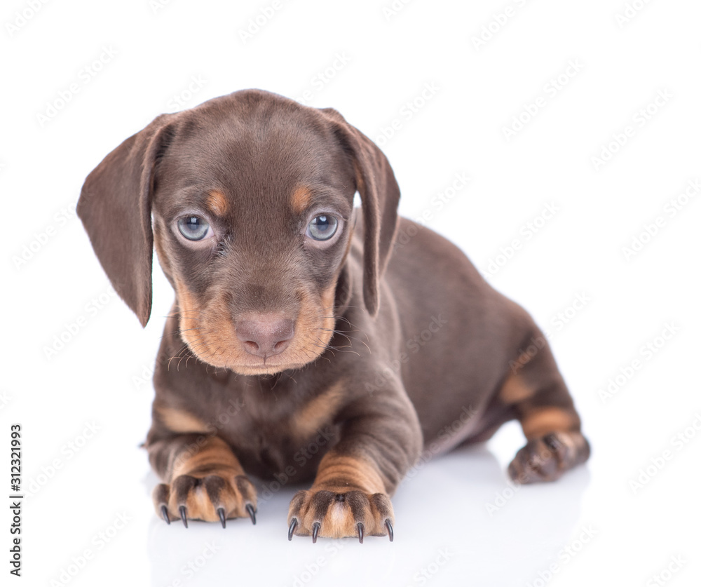 Short haired dachshund puppy looks at camera. isolated on white background