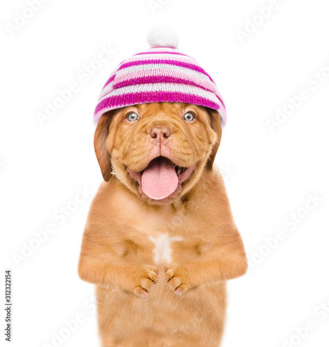 Happy puppy wearing a warm hat looks at camera. isolated on white background