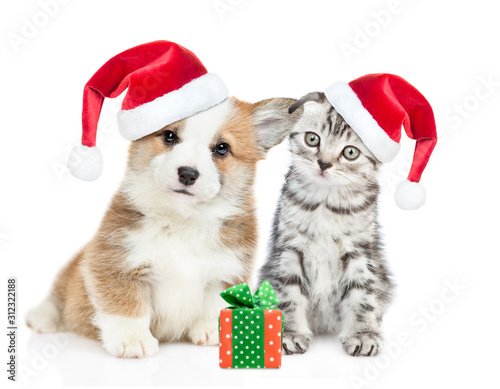 Corgi puppy and tabby kitten wearing  red christmas hats sit together with gift box. isolated on white background © Ermolaev Alexandr