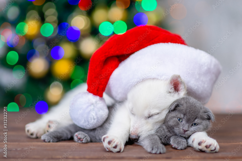 White siberian husky wearing a big red santa hat sleeps with baby kitten on a background of the Christmas tree White siberian husky wearing a big red santa hat sleeps with baby kitten on a background of the Christmas tree