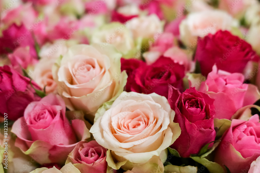 Background of fresh natural roses in light pink red soft pastel colors, selective focus. Concept for valentines day, birthday, wedding Background of fresh natural roses in light pink red soft pastel colors, selective focus. Concept for valentines day, birthday, wedding