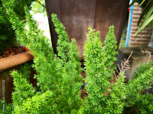 fox tail fern are green ing the pot