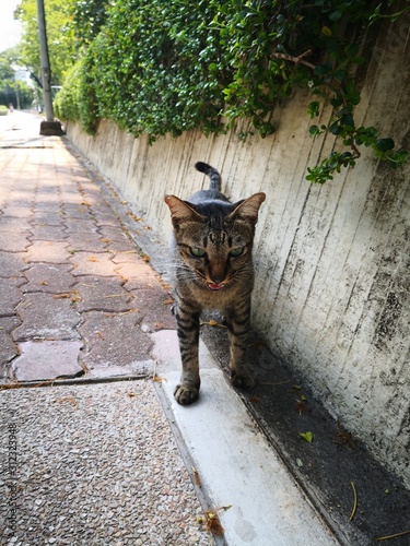 street cat in the public park