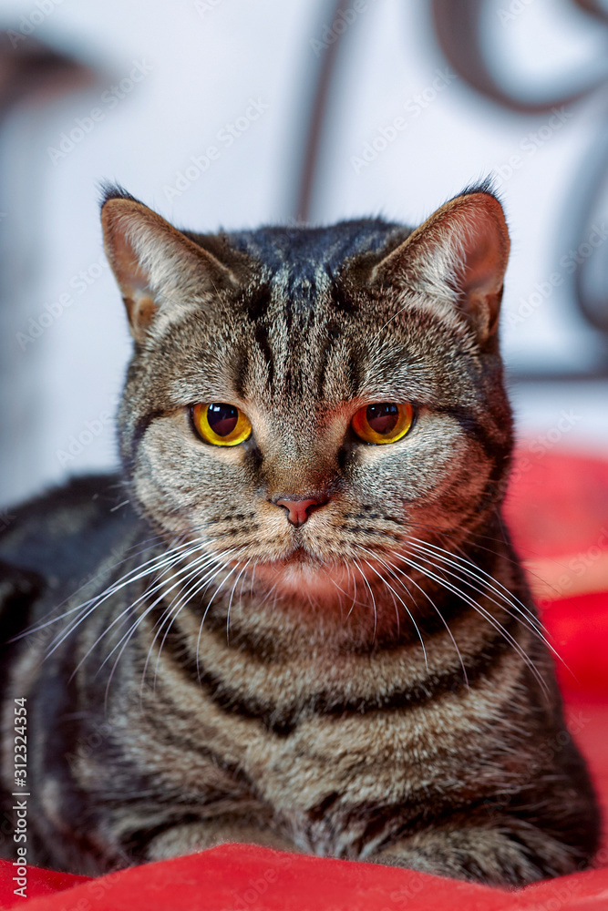 British short hair cat with bright yellow eyes and serious look lies on red cover. Tabby color purebred сute kitty at home. Indoors, copy space, selective focus, close up.