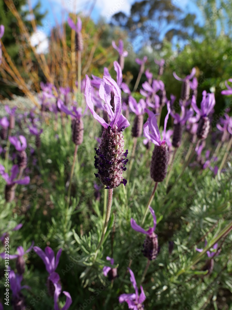 Obraz premium Lavendelblüten