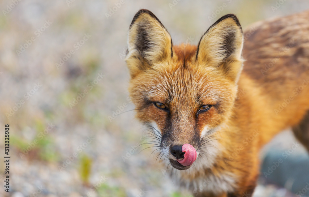 Fototapeta premium Fox