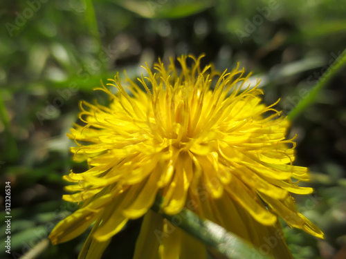 dandelion on green background