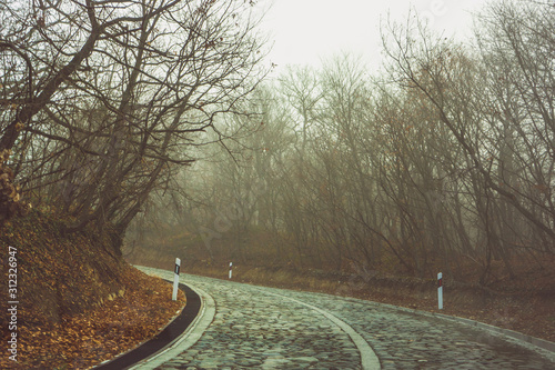 Fog in the forest photo