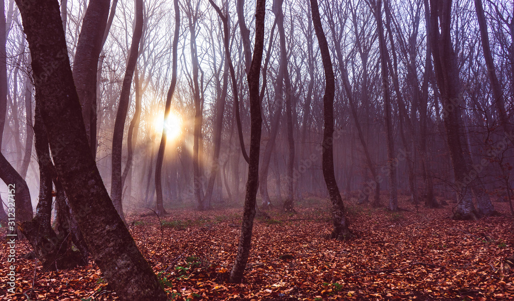 Fototapeta premium Misty autumnal forest