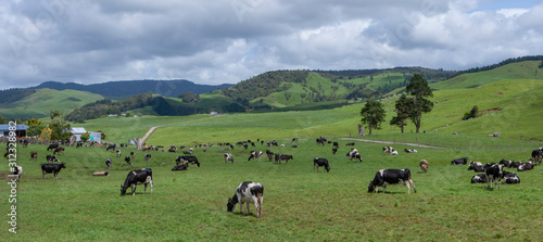Meadows and hills New Zealand. Coromendel