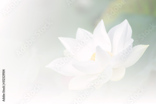 Fototapeta Naklejka Na Ścianę i Meble -  White lotus background, select focus