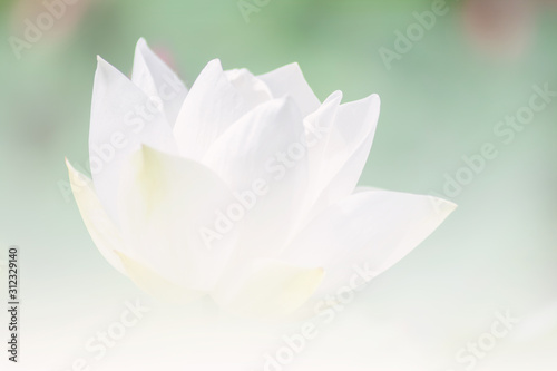 White lotus background, select focus