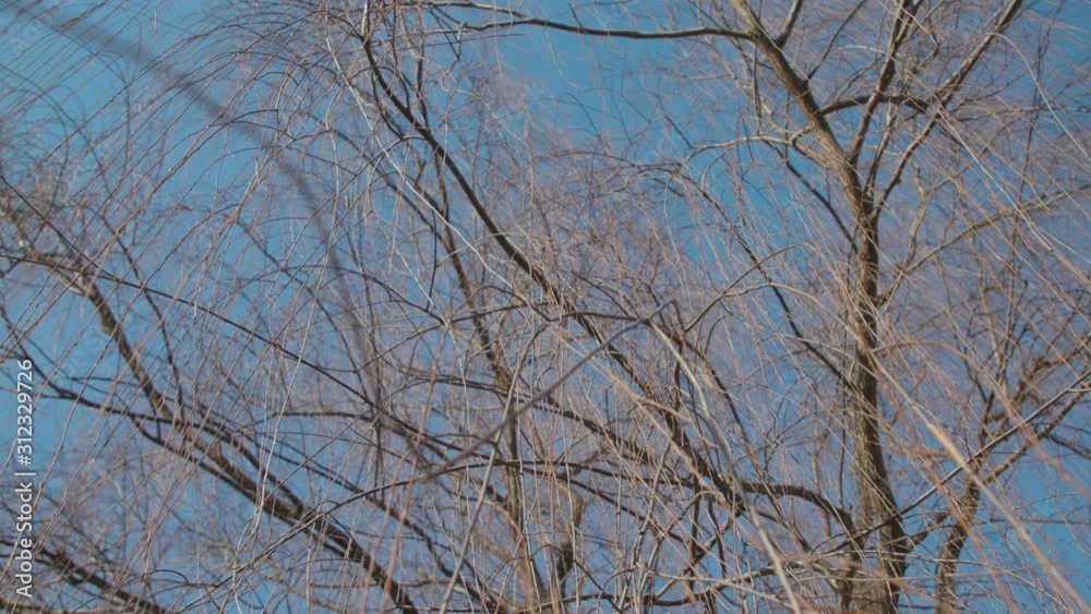 Willow Tree with Swinging Branches in Winter Willow Tree with Swinging Branches in Winter