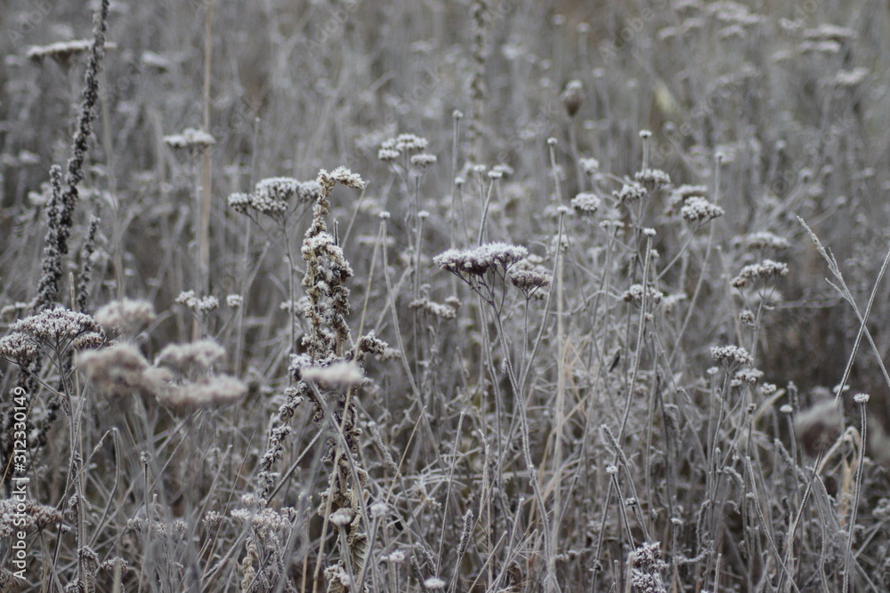 custom made wallpaper toronto digitalEin wunderschöner frostiger Morgen im Gras