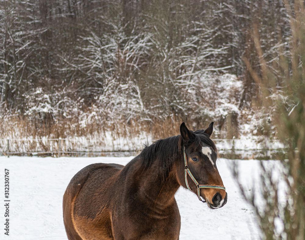 A horse in winter scenery.