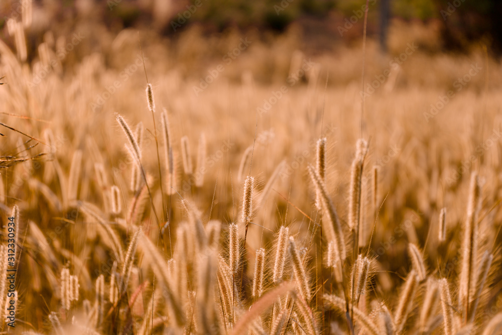 Obraz premium Mission grass flower or Pennisetum pedicellatum grass meadow sunset in the garden