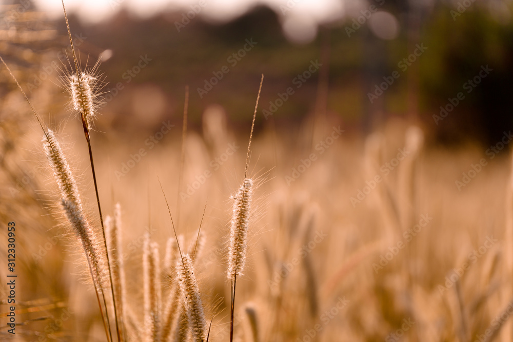 Fototapeta premium Mission grass flower or Pennisetum pedicellatum grass meadow sunset in the garden