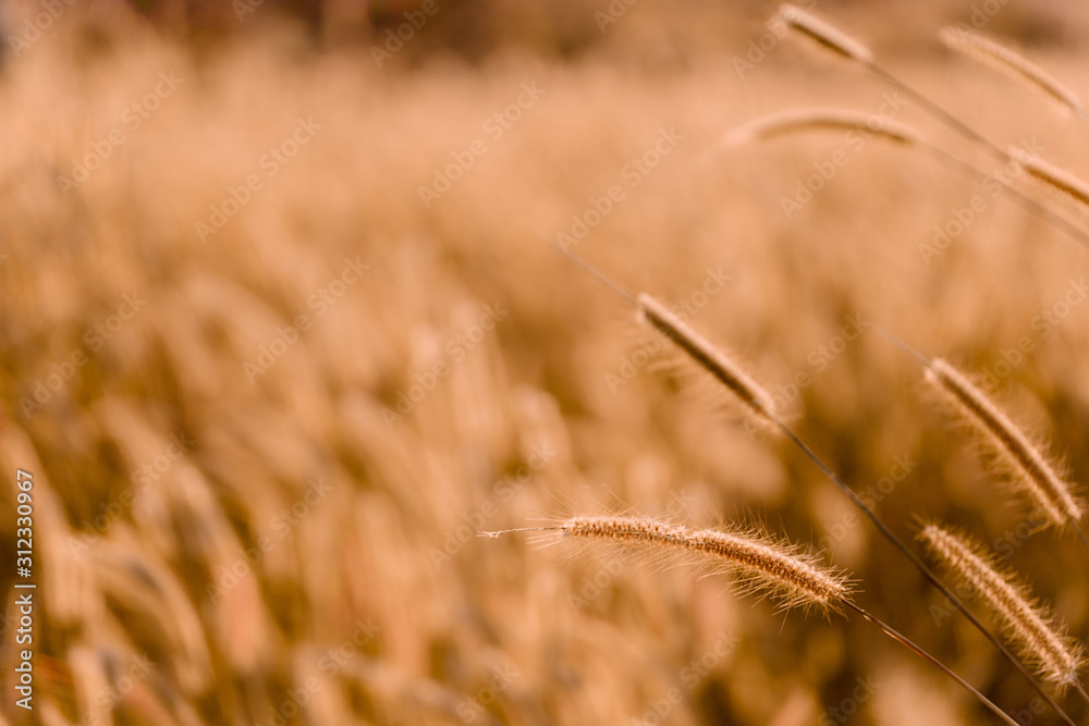 Fototapeta premium Mission grass flower or Pennisetum pedicellatum grass meadow sunset in the garden