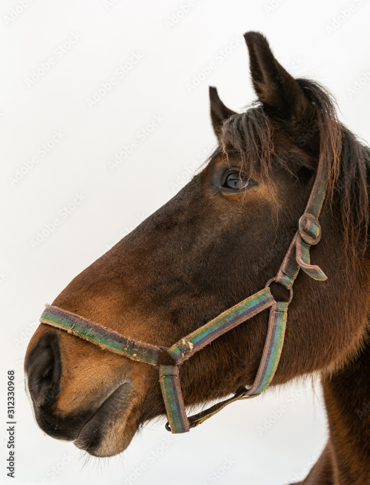 Fototapeta premium Portrait of a brown horse.