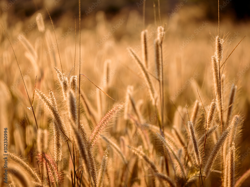 Obraz premium Mission grass flower or Pennisetum pedicellatum grass meadow sunset in the garden