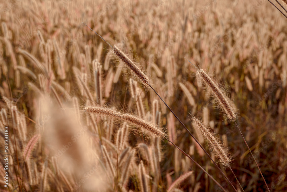 Fototapeta premium Mission grass flower or Pennisetum pedicellatum grass meadow sunset in the garden