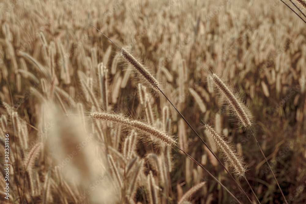 Fototapeta premium Mission grass flower or Pennisetum pedicellatum grass meadow sunset in the garden
