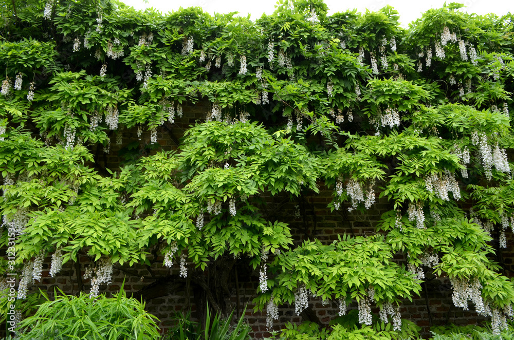 Large wall with white Wisteria flowers in full bloom and green leaves in a British garden in a sunny spring day, flowering plants in the legume family, Fabaceae, natural floral background Large wall with white Wisteria flowers in full bloom and green leaves in a British garden in a sunny spring day, flowering plants in the legume family, Fabaceae, natural floral background
