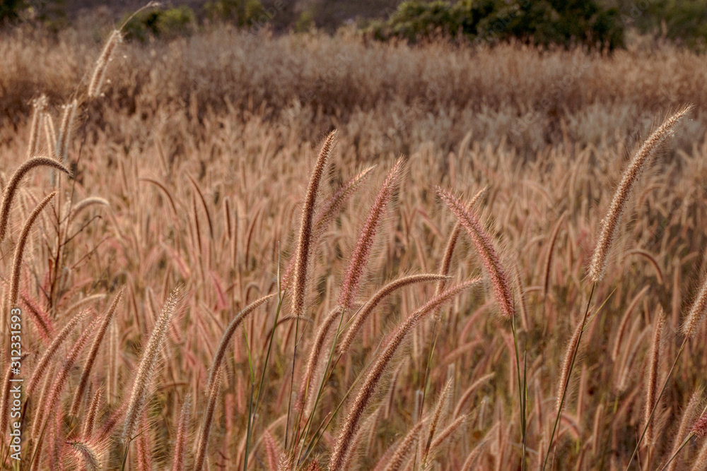 Fototapeta premium Mission grass flower or Pennisetum pedicellatum grass meadow sunset in the garden