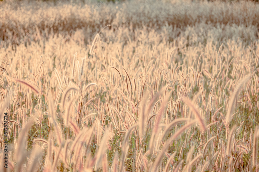 Fototapeta premium Mission grass flower or Pennisetum pedicellatum grass meadow sunset in the garden