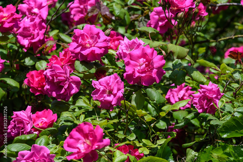 Large green bush with fresh delicate pink roses and green leaves in a garden in a sunny summer day, floral background Large green bush with fresh delicate pink roses and green leaves in a garden in a sunny summer day, floral background
