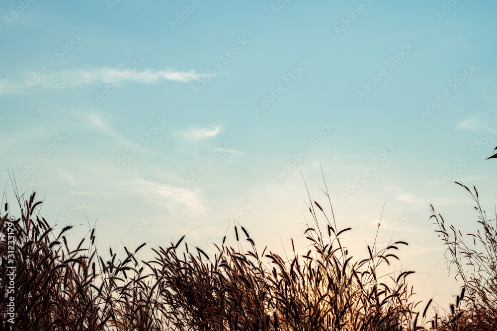 Fototapeta premium Mission grass flower or Pennisetum pedicellatum grass meadow sunset and sky,copy space.