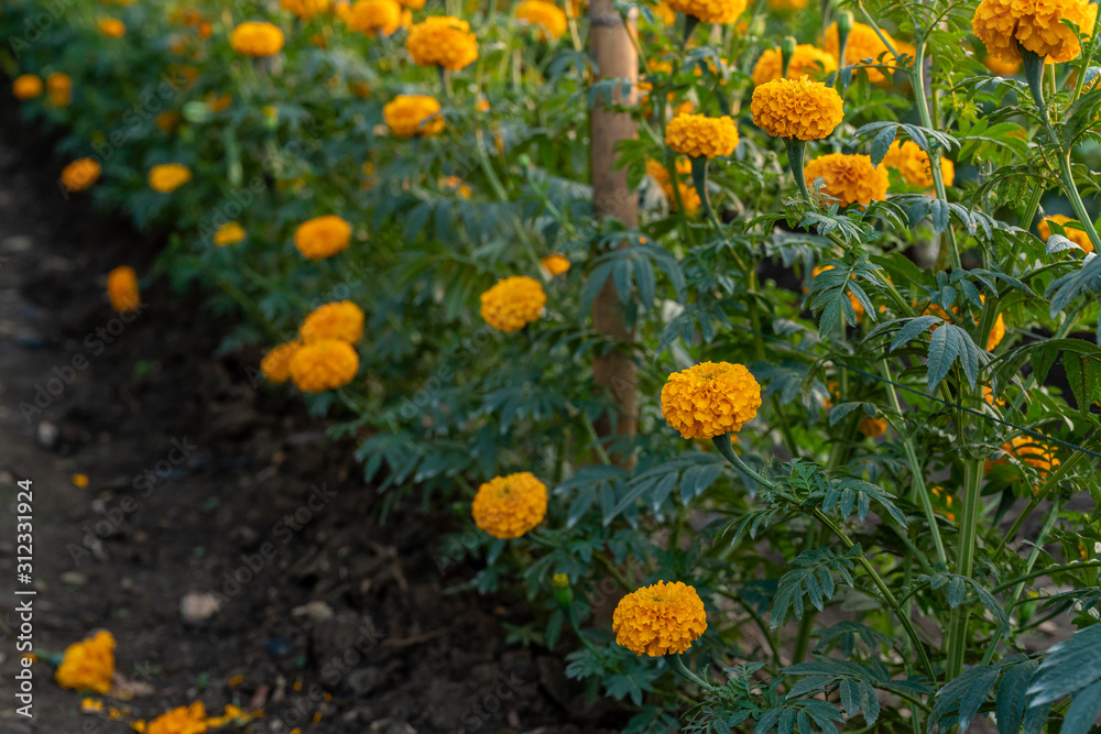 marigold flower in farm field,Beautiful blooming Marigold flower farm.