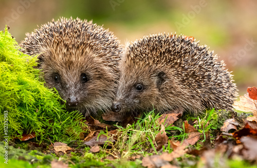 Hedgehogs, two hedgehogs in natural woodland habitat, facing forward with green moss and Autumn leaves. Blurred background. Horizontal. Space for copy. Close up