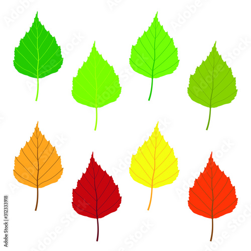 Birch tree leaf icon shape set. Different colors forest leaves symbol sign pack. Vector illustration image. Autumn, fall and summer graphic color collection. Green, yellow, red, brown nature logo.
