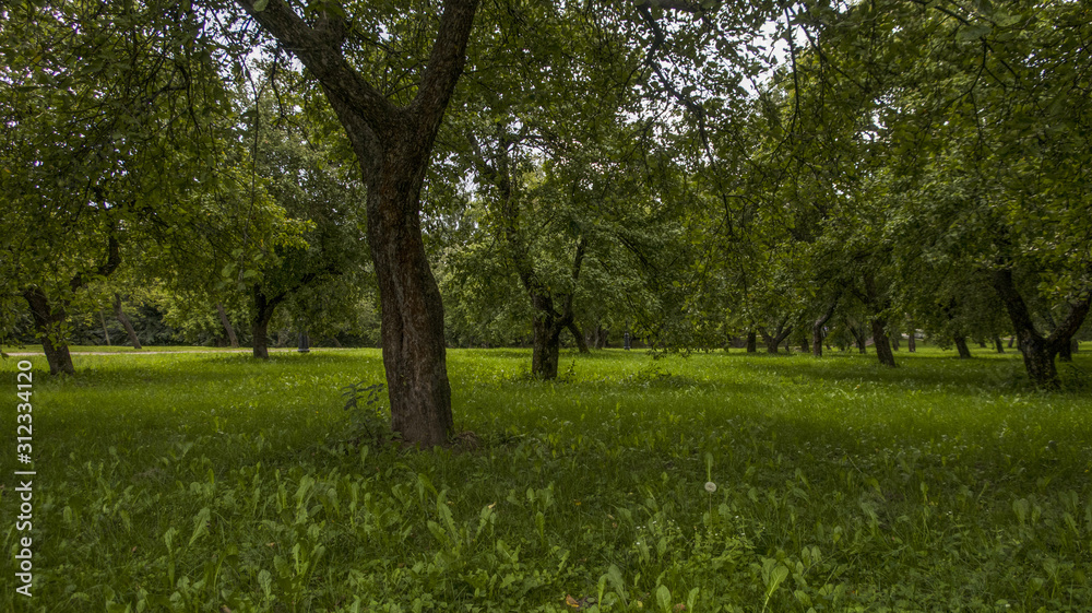 Green trees in outdoor park garden wood forest summer landscape Green trees in outdoor park garden wood forest summer landscape