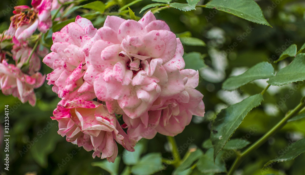 Pink flowers blooming roses close up macro in spring summer garden 