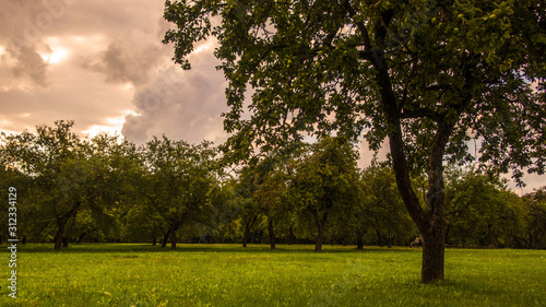 Tree in field in evening garden park outdoor sunset summer landscape