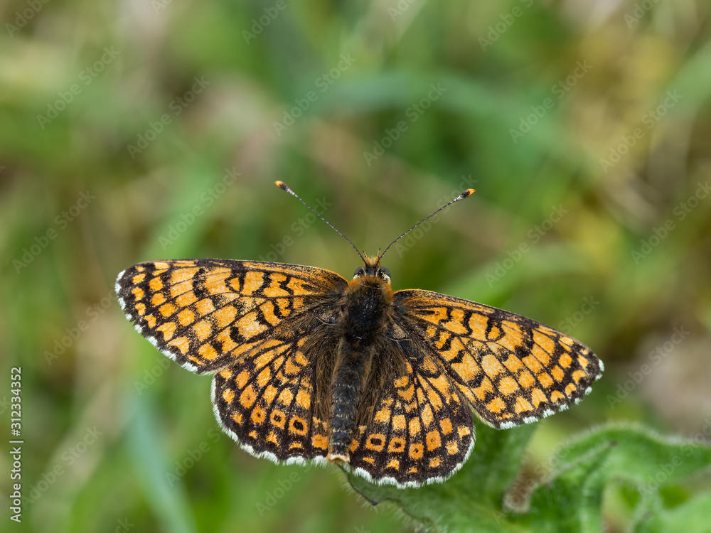 Glanville Fritillary (Melitaea cinxia ) butterfly Glanville Fritillary (Melitaea cinxia ) butterfly