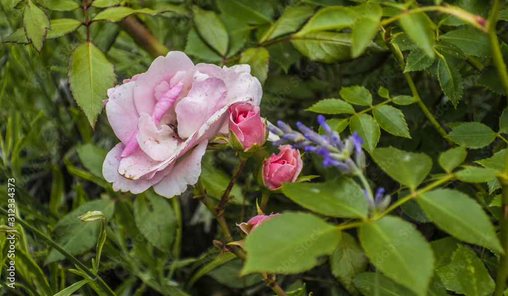 Pink white blooming blossom roses on branch of green bush close up in spring summer garden Pink white blooming blossom roses on branch of green bush close up in spring summer garden