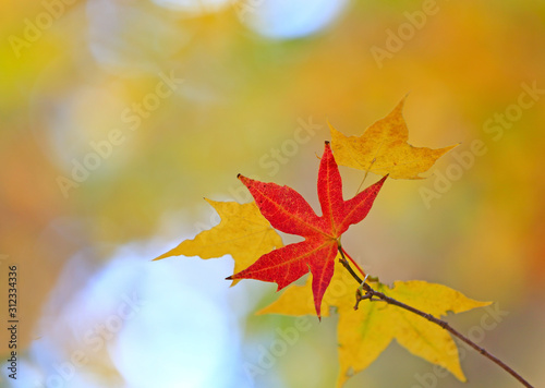 Beautiful maple leaves in the park in autumn